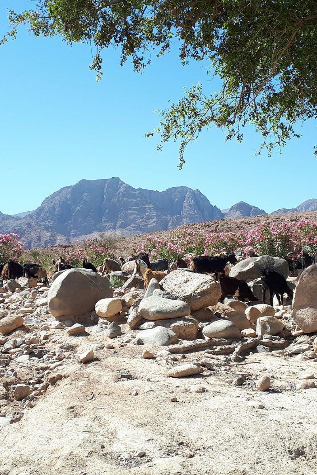 Jordanie Dana Natuurpark Geiten